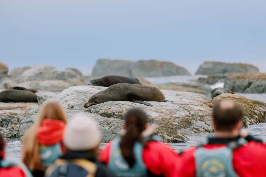 Kaikoura: Seal-Watching Pedal Kayak Tour - Practical planning for your Kaikoura day