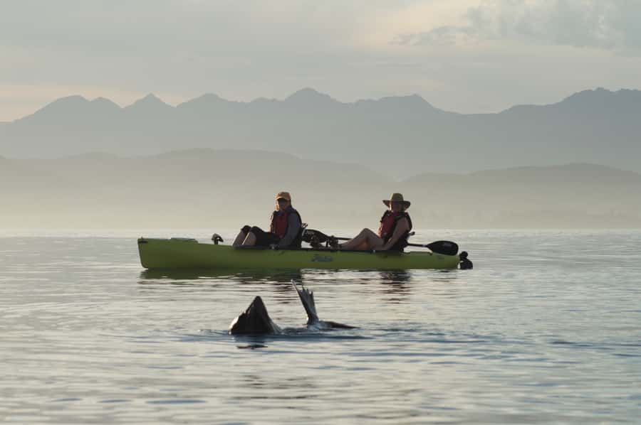 Kaikoura: Seal-Watching Pedal Kayak Tour - Starting beside Kaikoura’s town centre