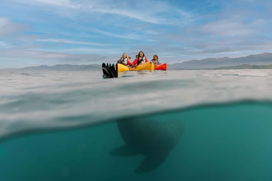 Kaikoura: Seal-Watching Pedal Kayak Tour - Why the pedal kayak changes the experience