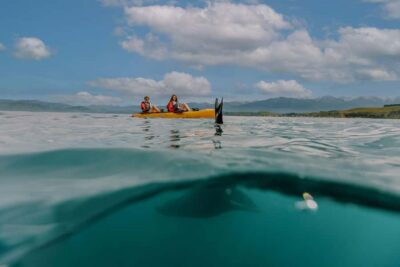 Kaikoura: Seal-Watching Pedal Kayak Tour