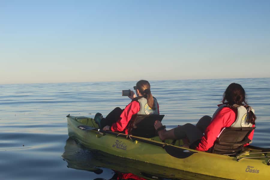 Kaikoura: Seal-Watching Pedal Kayak Tour - Penguins, albatrosses, dolphins, and surprise sightings