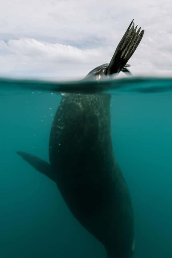 Kaikoura: Seal-Watching Pedal Kayak Tour - Two hours around the Kaikoura Peninsula