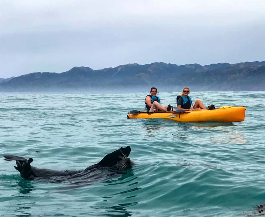 Kaikoura: Seal-Watching Pedal Kayak Tour - Is $83 good value?
