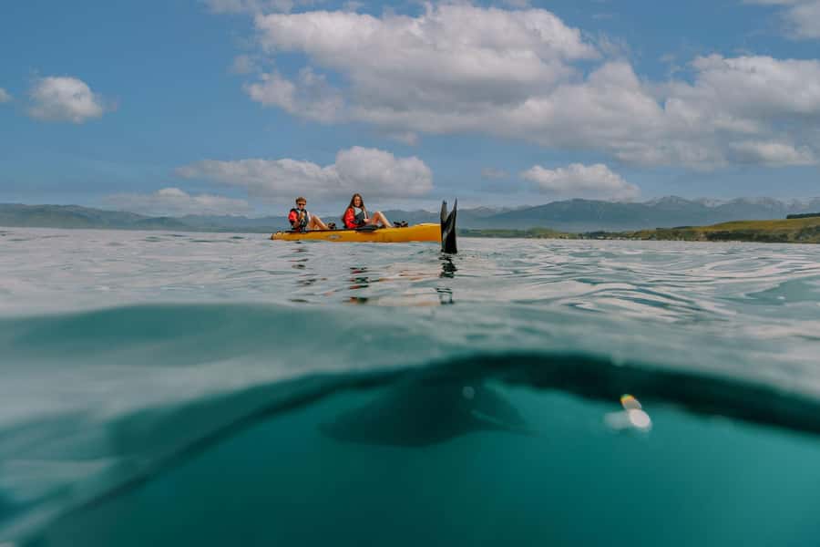 Kaikoura: Seal-Watching Pedal Kayak Tour - A five-minute ride to the day’s launch point