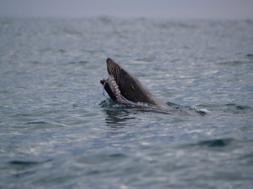 Kaikoura: Sunset Evening Kayaking Tour - What to wear and carry for three hours
