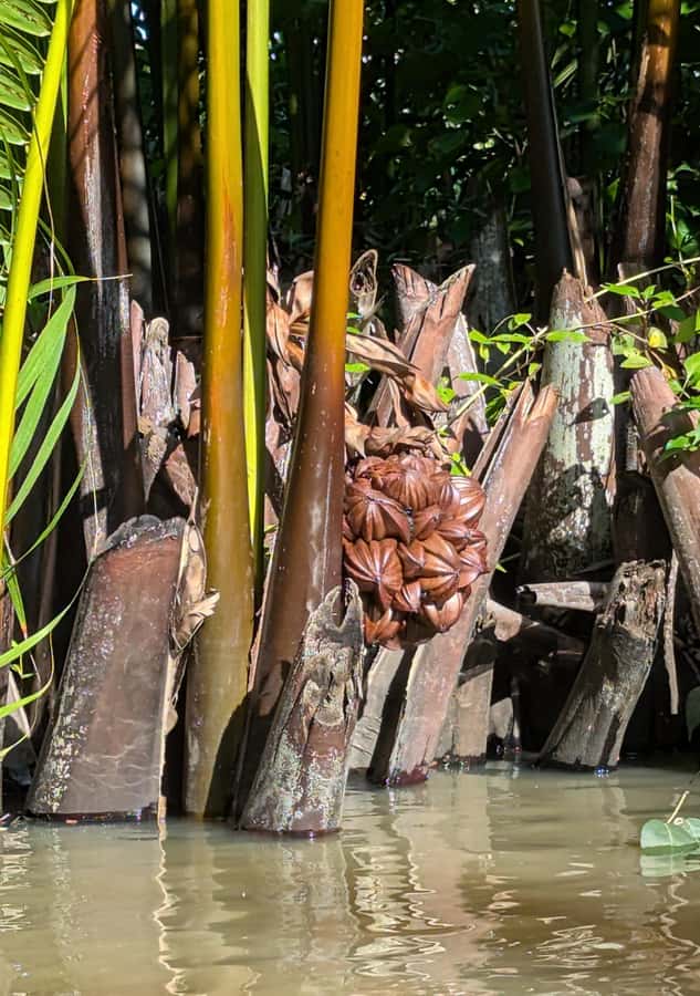 Kampot's Countryside & Kayak Tour, Pepper Farm include Lunch - Secret Lake, a calm pause in the middle of the day