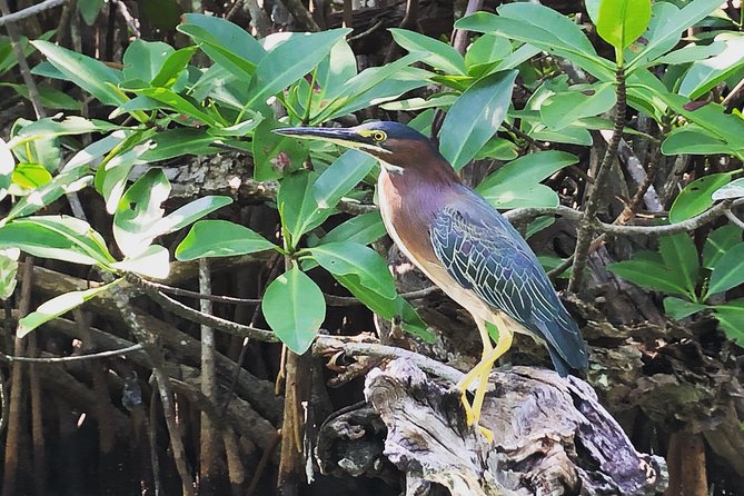 Kayak adventure through Laguna Nichupté in Cancun - The bird tree and wildlife sightings