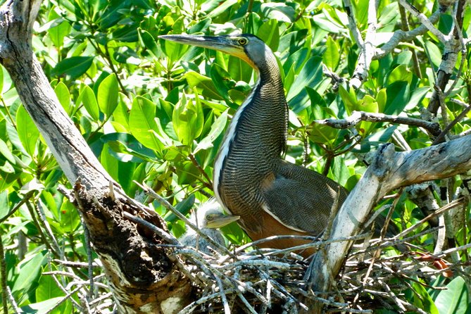 Kayak adventure through Laguna Nichupté in Cancun - What the guides add to the outing