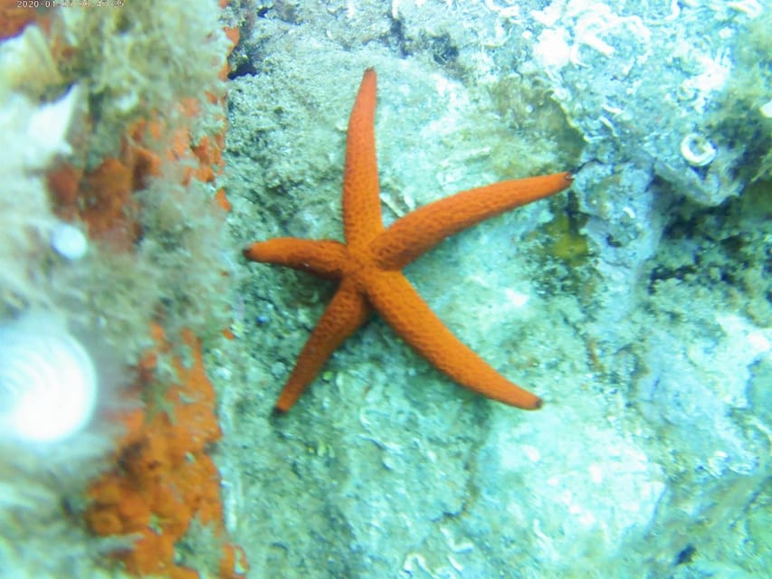 Kayak and snorkel Tour Platja d'Aro - Key points to know before you paddle
