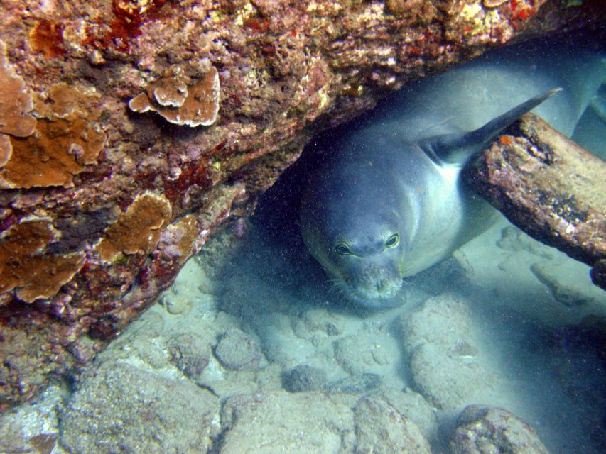 Kayak and Snorkel West Maui at Olowalu - Should you book Kayak and Snorkel West Maui at Olowalu?