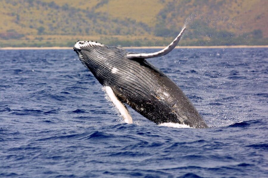 Kayak and Snorkel West Maui at Olowalu - Starting at Olowalu Beach on Highway 30