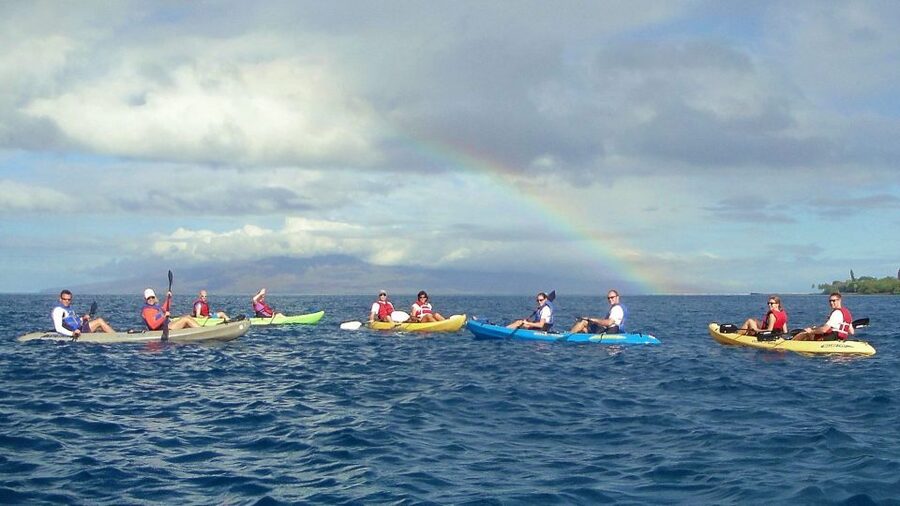 Kayak and Snorkel West Maui at Olowalu - Snorkeling at the turtle cleaning station