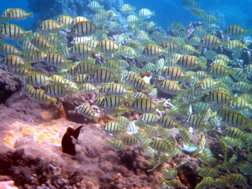 Kayak and Snorkel West Maui at Olowalu - Is the $109 price good value?