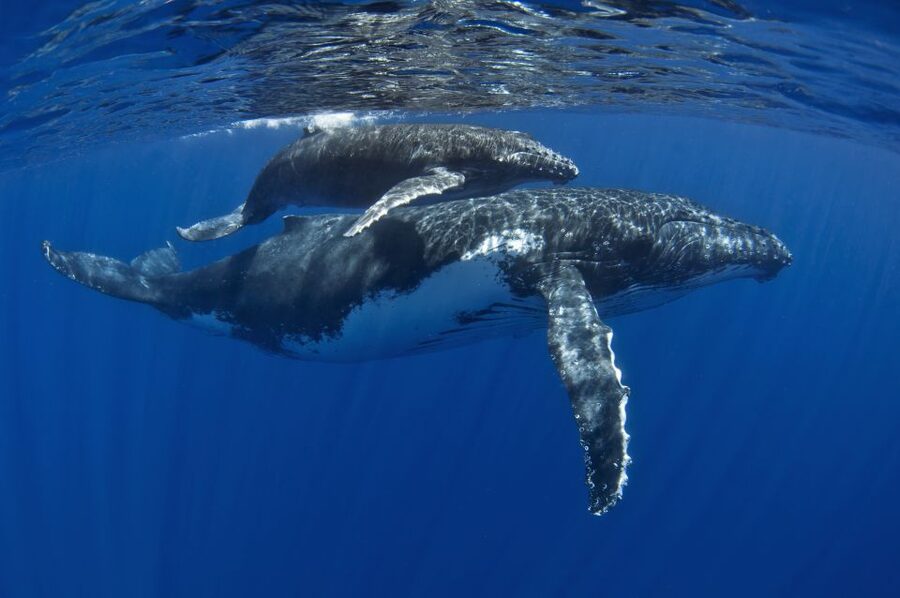 Kayak and Snorkel West Maui at Olowalu - Who should book this Olowalu tour?