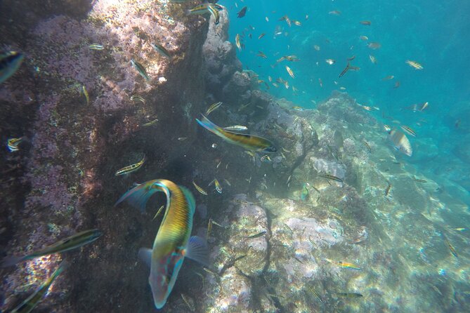 Kayak and Snorkeling Tour in Underwater Nature Reserve Garajau - Is $59.26 good value?