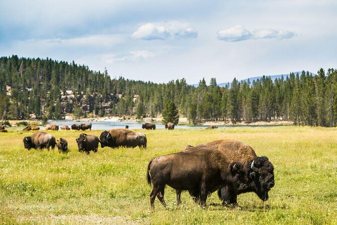 Kayak Day Paddle on Yellowstone Lake - Key points to know before you book