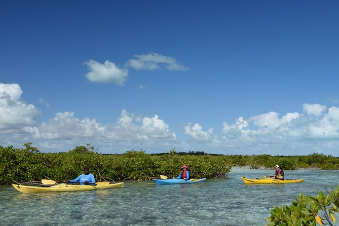 Kayak Eco Tour - Why the mangroves are the real attraction