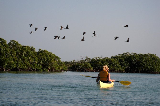 Kayak Eco Tour - Walking, refreshments, and a beach swim