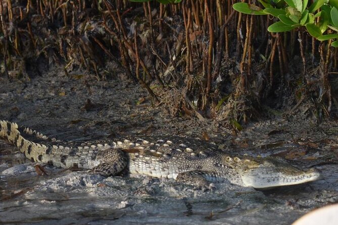 Kayak Experience in the Mangroves of Holbox Island - Guides, Group Size, and the Human Side