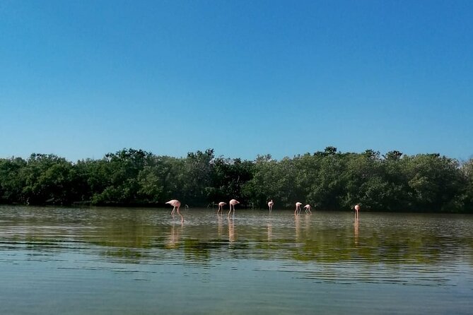 Kayak Experience in the Mangroves of Holbox Island - Insects, Tide, and Timing