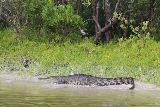 Kayak Experience in the Mangroves of Holbox Island - Who Should Book This Kayak Tour?
