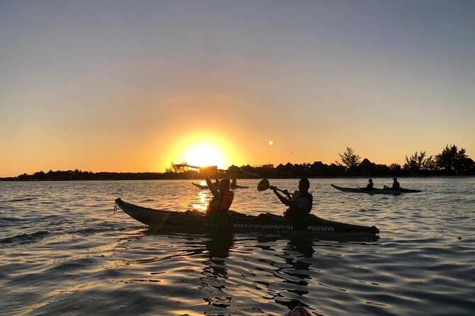 Kayak Mangroves Sunrise Experience - Wildlife you may see from the kayak