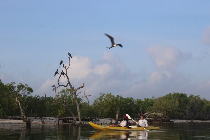 Kayak Mangroves Sunrise Experience - Is the three-hour outing good value?
