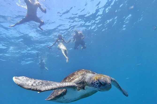 Kayak Safari with Dolphin and Turtle Watching in Guaza - Key points to know before booking