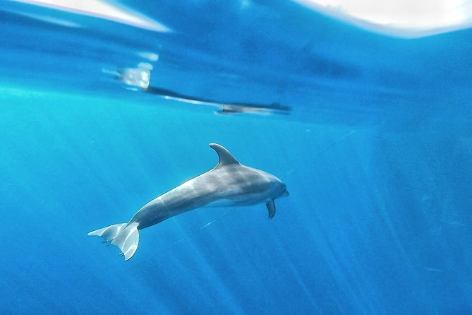 Kayak Safari with Dolphin and Turtle Watching in Guaza - Guides, safety, and the pace of the group