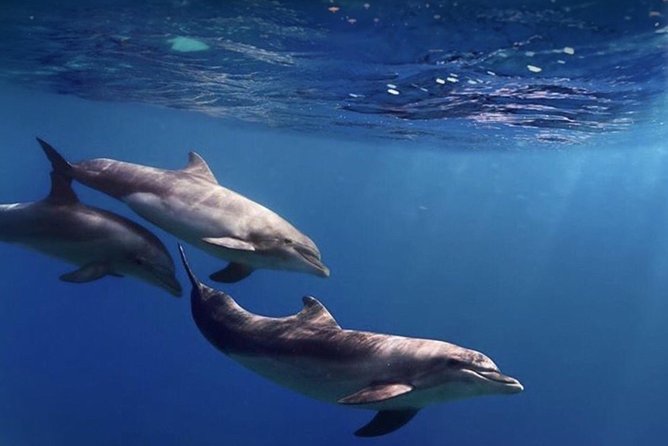 Kayak Safari with Dolphin and Turtle Watching in Guaza - Sun, waves, and comfort