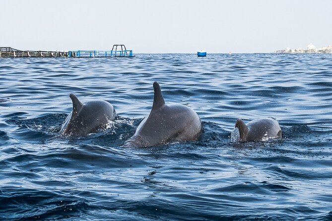 Kayak Safari with Dolphin and Turtle Watching in Guaza - The Guaza coast from sea level