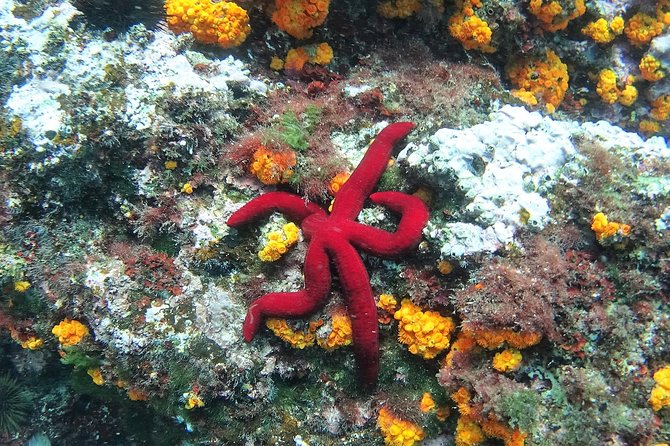 Kayak & Snorkel Tour in Cerro Gordo Natural Park, La Herradura - The Guide Can Make or Break a Short Tour