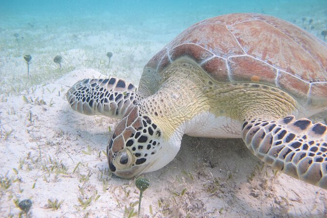 Kayak & Snorkel with Sea Turtles, National Park, St. John - Kayaking across Caneel Bay