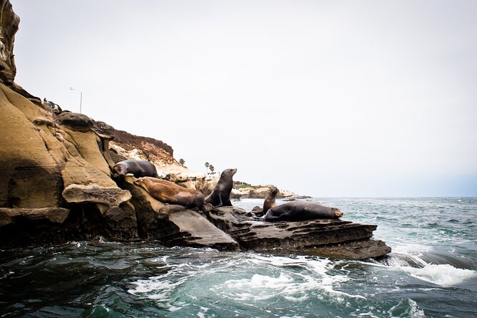 Kayak Tour of the 7 Caves - Who will enjoy this La Jolla tour