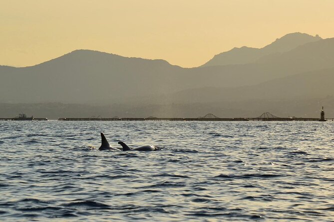 Kayak tour with aperitif and dolphins - Figarolo Island and the Sardinian aperitif