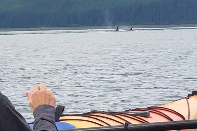 Kayak Tours - Who Will Enjoy This Most
