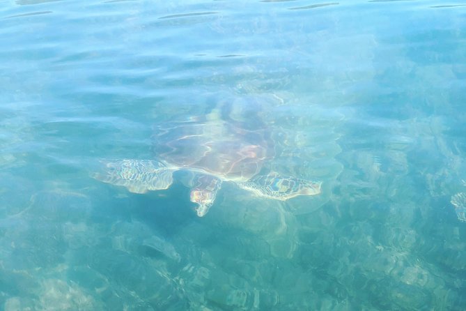 Kayak Turtle Tour from Palm Cove - Who will enjoy this Palm Cove kayak tour