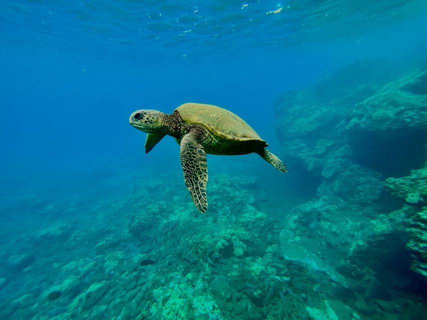 Kayak, Whale Watch And Snorkel At Turtle Town - Key points to know before booking
