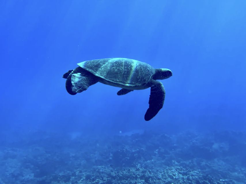 Kayak, Whale Watch And Snorkel At Turtle Town - Watching for whales, turtles, and dolphins