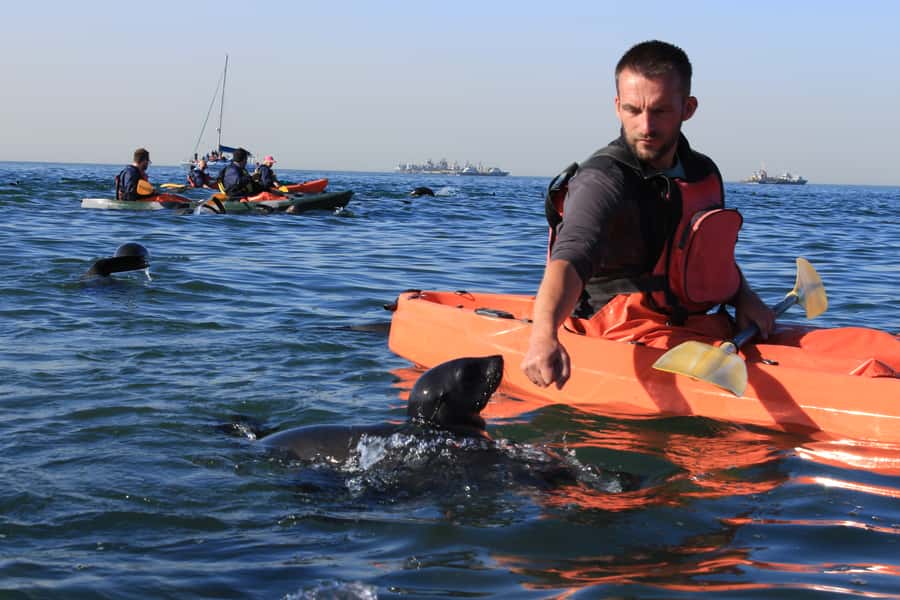 Kayaking and Sandwich Harbour Combo Tour - A morning beside the seals at Pelican Point