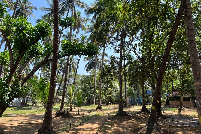 Kayaking At Private Island In Goa - Tea, local snacks, and the return boat ride