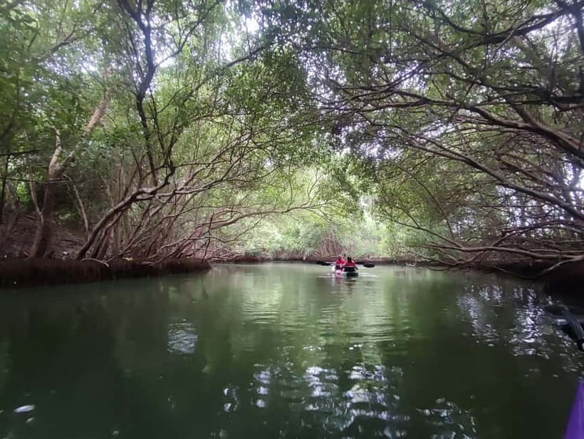 Kayaking in Backwaters of Pondicherry - A quiet hour on the Ariyankuppam River