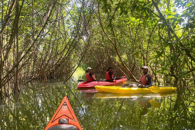 Kayaking in Mangrove Forest of Paravur Backwaters near Varkala and Kollam - Key points to know before you book