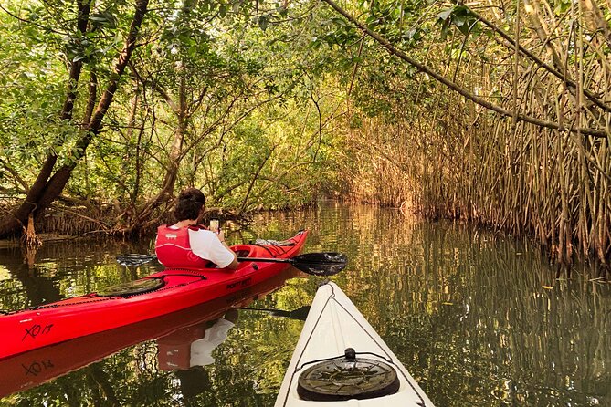Kayaking in Mangrove Forest of Paravur Backwaters near Varkala and Kollam - Starting at Syzygy Ecosports