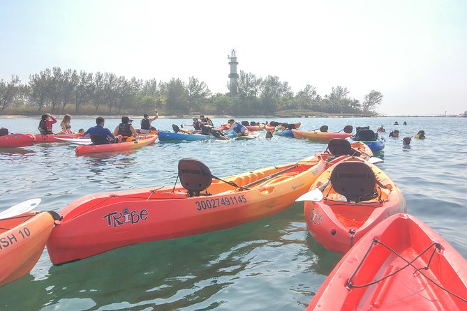 Kayaking on the Island of Sacrifices - Turtles, Dolphins, and the Limits of Wildlife Watching