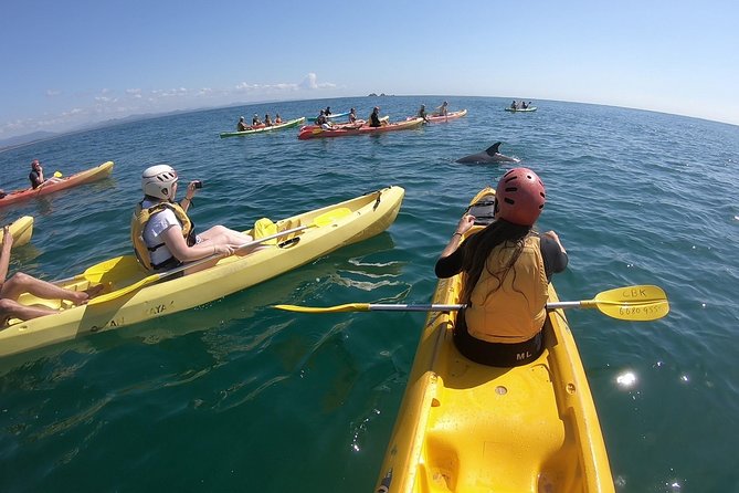 Kayaking with Dolphins in Byron Bay Guided Tour - Paddling into Cape Byron Marine Park