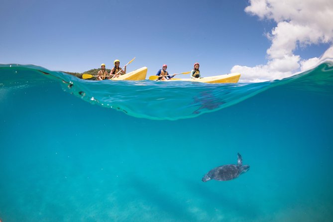 Kayaking with Dolphins in Byron Bay Guided Tour - Is $63.83 good value?