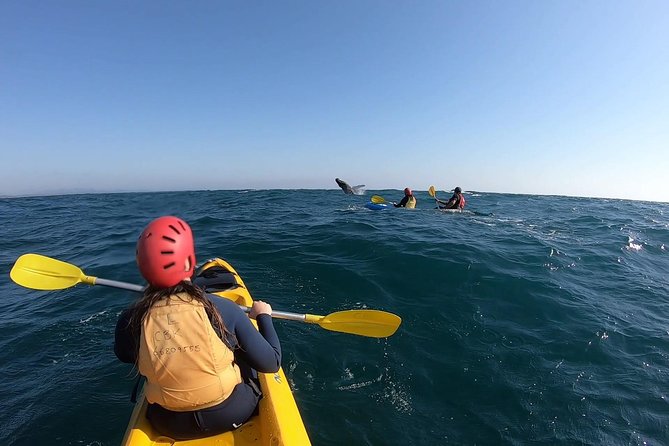 Kayaking with Dolphins in Byron Bay Guided Tour - Who will enjoy this kayak tour most?
