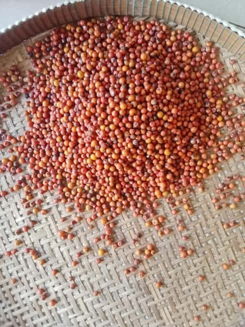 Kep: Discover kampot pepper farm/lake & Salt fields...more - Who should book this half-day route?
