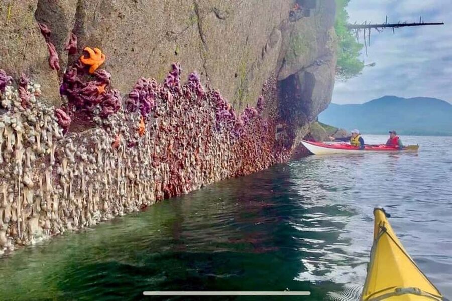 Ketchikan: Orca Cove Fast Boat and Sea Kayak Tour - First look at Orca Cove